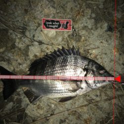 ☆2021年待望の1本