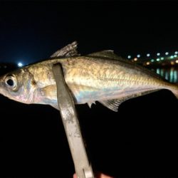 久々の良型アジとメバル