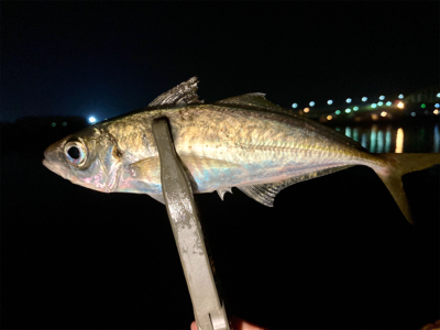 久々の良型アジとメバル