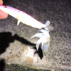 2021 佐渡ヶ島ヤリイカエギング