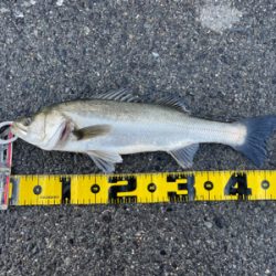 大阪南港 エビ撒き好調！