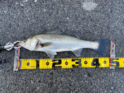 大阪南港 エビ撒き好調！