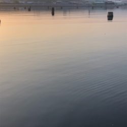 魚は居てます。後は釣るだけ。