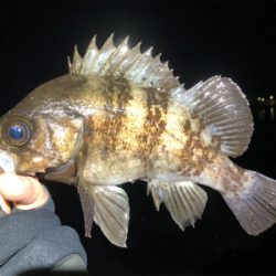 ホタルイカパターン