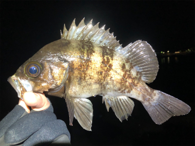 ホタルイカパターン