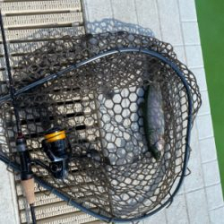 服部緑地　プールトラウト