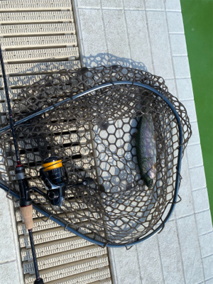 服部緑地　プールトラウト