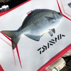 磯でグレ釣り