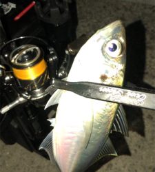 アシングナイト(久々の爆釣)