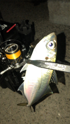 アシングナイト(久々の爆釣)