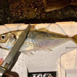 アジング自己新記録1cm更新(^^)