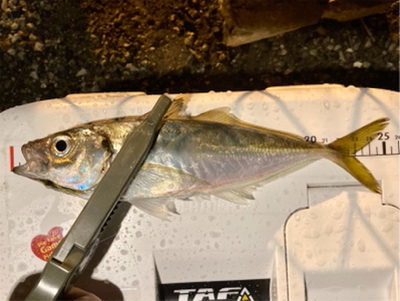 アジング自己新記録1cm更新(^^)