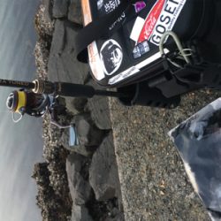 ヤリイカをもとめて