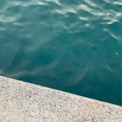 防波堤でシーバスボイル発生！！