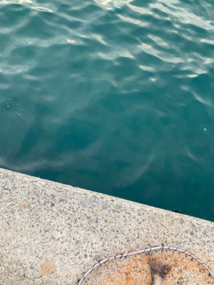 防波堤でシーバスボイル発生！！