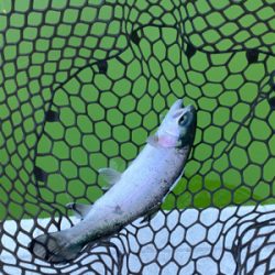 エリアトラウト