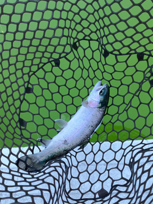 エリアトラウト