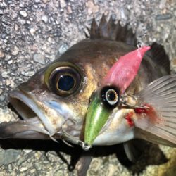 ホタルイカパターン