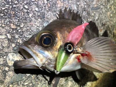 ホタルイカパターン