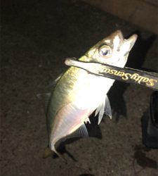 アジングナイト(ボチボチ)