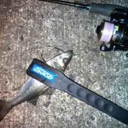 ライズはセイゴでした