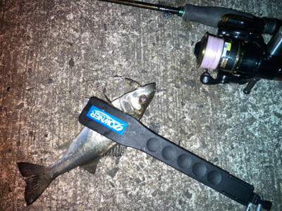 ライズはセイゴでした