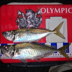 アジング練習 248