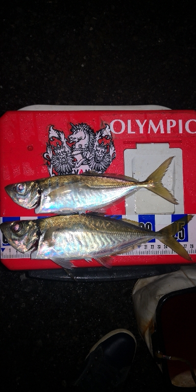 アジング練習 248