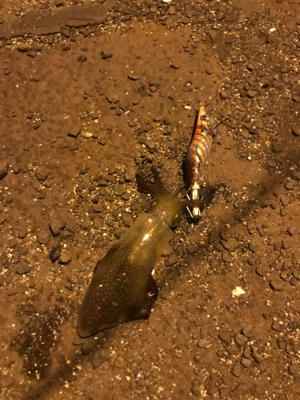 暇つぶしにライト五目