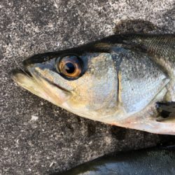 朝から上潮でエビ撒き