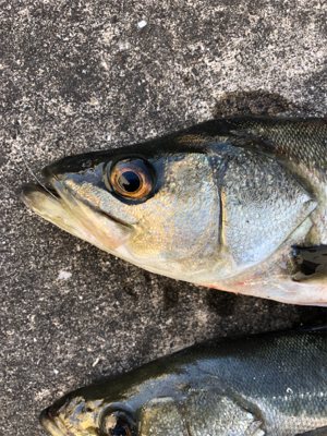 朝から上潮でエビ撒き