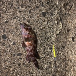 プランクトン・ホタルイカパターン