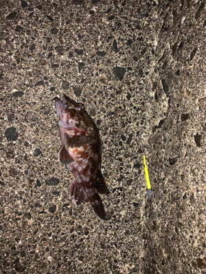 プランクトン・ホタルイカパターン