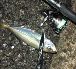 アジングナイト(雨)