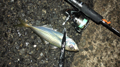 アジングナイト(雨)