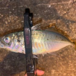 低活性メバリング☺︎