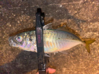 低活性メバリング☺︎