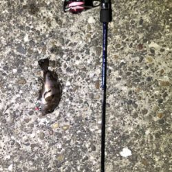 久しぶりに釣れたメバリング