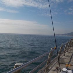 ガシラに癒される