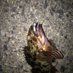 メバル、久しぶり！