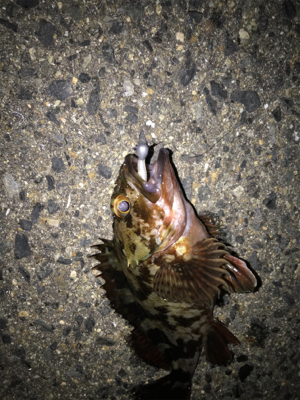 メバル、久しぶり！