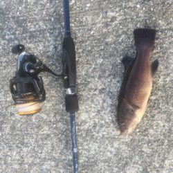 五目釣り達成❗️