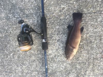 五目釣り達成❗️