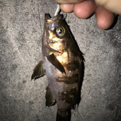 上昇傾向メバリング