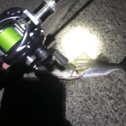 シーバス釣行