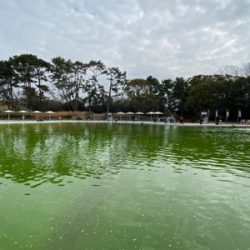 服部緑地でプールトラウト、放流日