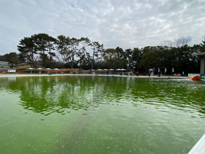 服部緑地でプールトラウト、放流日