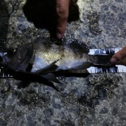 今年和歌山初フィッシュ