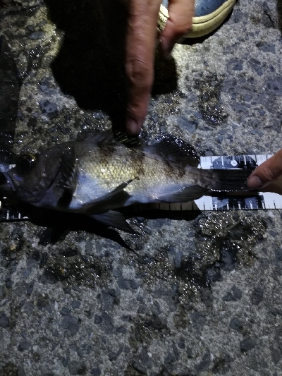 今年和歌山初フィッシュ