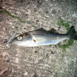 メバルプラッギング